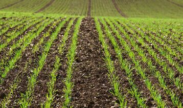 Vai alla notizia Il settore Agricoltura nelle province di Forlì-Cesena e di Rimini
