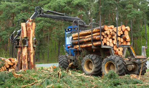 Immagine dell'evento Regolamento sulla Deforestazione: obblighi, due diligence e tracciabilità per le imprese
