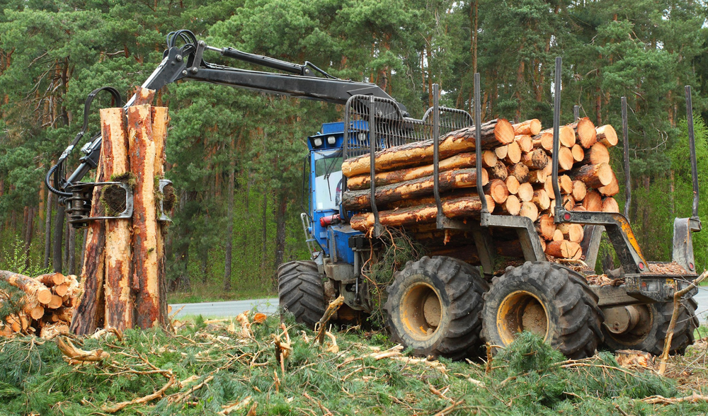 Regolamento sulla Deforestazione: obblighi, due diligence e tracciabilità per le imprese