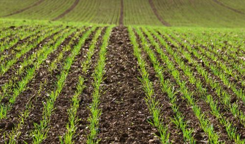 Immagine per la news Il settore Agricoltura nelle province di Forlì-Cesena e di Rimini