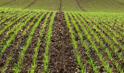 Immagine per la news Il settore Agricoltura nelle province di Forlì-Cesena e di Rimini